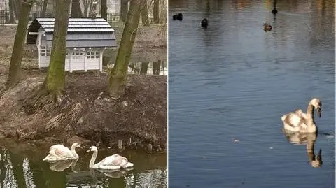Złe dokarmianie ptaków. Łabędzica udusiła się kawałkiem chleba