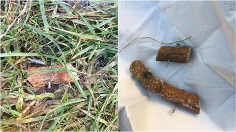 Szczecin: Ktoś podrzuca kiełbasę z gwoździami w parku