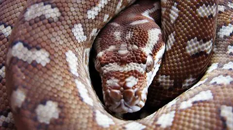 Skarbówka kontra boa dusiciele. Gady na straży ksiąg