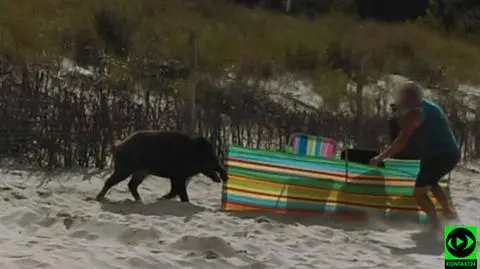 Na filmie widać, jak zwierzę po wyjściu z wody staranowało plażowiczów