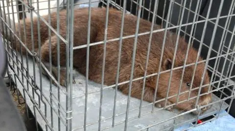 Zgoda. Bobry wpadły we wnyki, pomogli policjanci