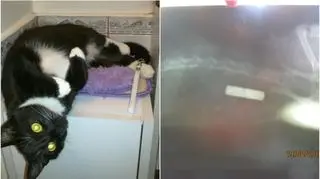 Okazało się, że w brzuchu Roksi znajduje się bateria