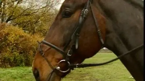 Policja uziemiona, wyścigi odwołane - końska grypa szaleje w Australii