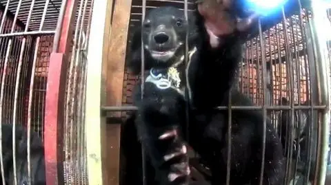 Organizacja umieściła w internecie przejmujące nagranie