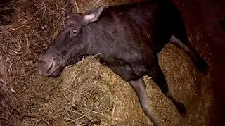 Łoś był leczony w ośrodku dla zwierząt w Mikołajówce