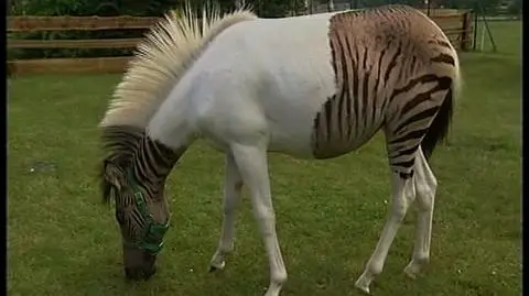 Zebra to czy koń...