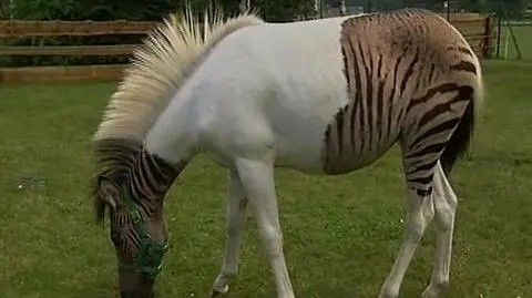 Zebrokoń szuka przyjaciela