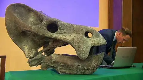 The Lisowicia skull and jaws were highly specialized: toothless and the mouth was equipped with a horny beak, as in turtles and horned dinosaurs