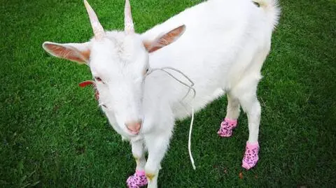 Jedno auto, a w nim siedmioro imprezowiczów i koza w różowych skarpetkach