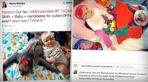 Leniwiec i dziewczynka dorastają razem. "Wierzę, że to boski plan"
