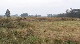 Skatowanego mężczyznę porzucono na łące