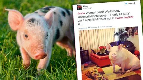 Miała być miniświnką. W ciągu dwóch lat przytyła 200 kilo