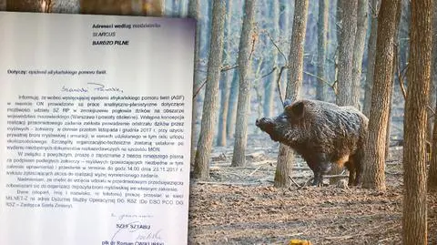 Żołnierze mogą dostać urlopy na walkę z dzikami (archiwalny materiał o rozprzestrzenianiu sie ASF)