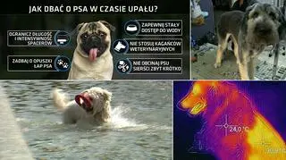 Psy nie radzą sobie z wysoką temperaturą (materiał magazynu "Polska i Świat")