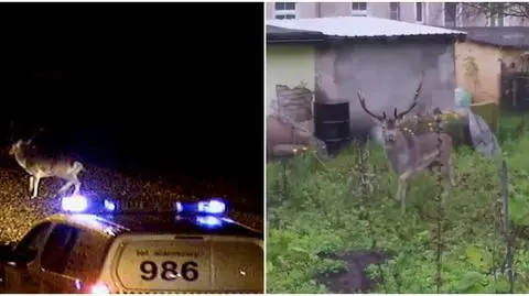 Szczecinek: W pogoni za danielem