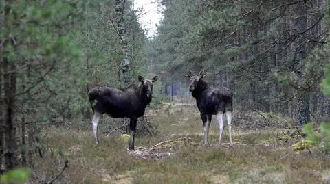 Kościerzyna: Łosie w pełnej okazałości