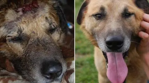 Skatowany pies Alek wrócił już do zdrowia