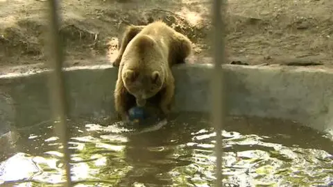 W poznańskim zoo niedźwiedzie szukają ochłody w basenach