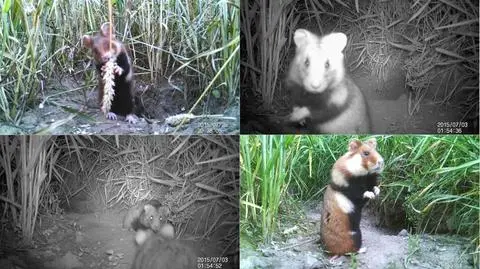 Chomik europejski w dzień i w nocy