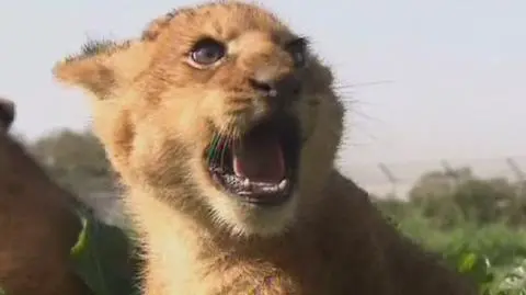 Młode lwy z Izraela