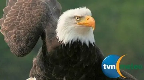 Uratował orła metodą usta-usta