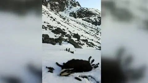 Tatry słowackie. Kozice ofiarami "szklanych gór"