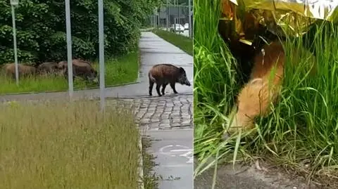Jaworzno. Potrąconego dzika pilnowała przy drodze straż miejska i jego wataha