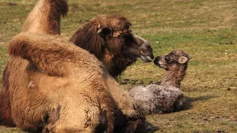 Zinara urodziła się w nocy, rano chodziła już za mamą