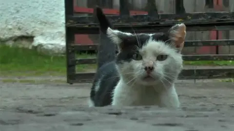 Sąd uniewinnił sołtysa obwinionego o brak nadzoru nad kotem