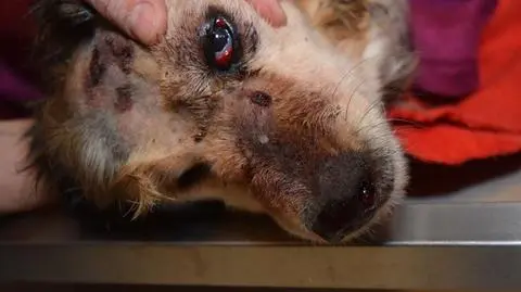 Wiesz, kto się nad nim znęcał? 