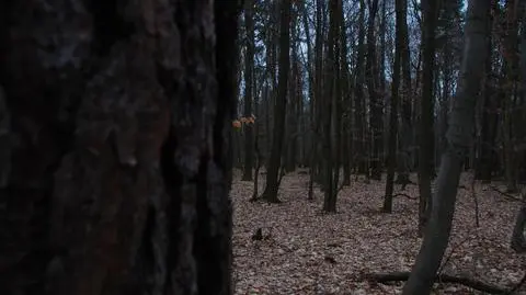 Odkopali zwłoki ukryte w lesie. Miejsce wskazali podejrzani, są już w areszcie