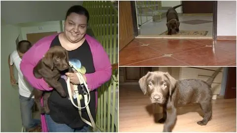 Gdańsk: Labrador z Lubina znalazł nowy dom