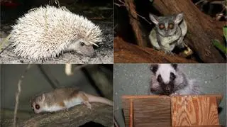 Nowe zwierzęta z poznańskiego zoo