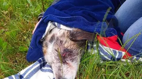 Trener okrył rannego psa kurtką