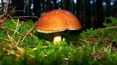 Zbierajmy tylko grzyby których jesteśmy pewni