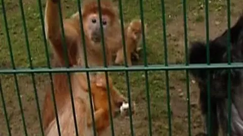 Unikalna małpka w gdańskim zoo