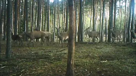 Fotopułapki uchwyciły chmary jeleni idące na żer