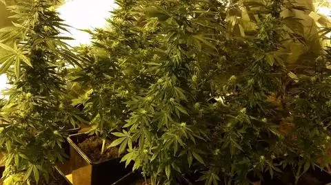 Zlikwidowali plantację konopi. "Sprawa ma charakter rozwojowy"