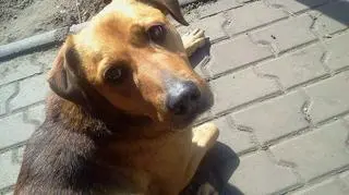 Pies, który żył jak Robinson Crusoe