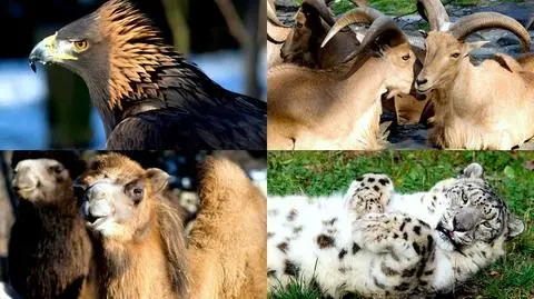 Zwierzęta z krakowskiego zoo gotowe na zimę