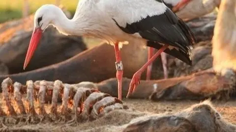 Polskie bociany w restauracji dla sępów w RPA