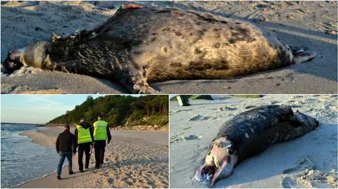 Bałtyckie foki masowo umierają. Morze wyrzuca je martwe na plaże