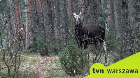 Jak policzyć łosie?