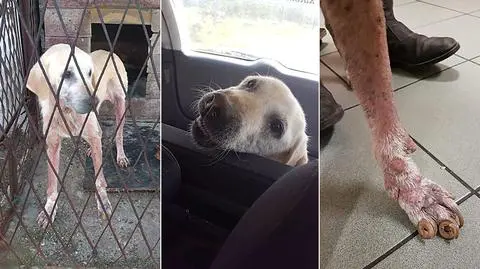 Pięcioletnia, zaniedbana suka labradora odebrana w asyście policji