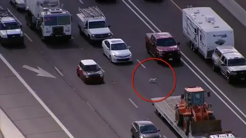 Godzinne utrudnienia na autostradzie. Wszystkiemu winne dwa psy