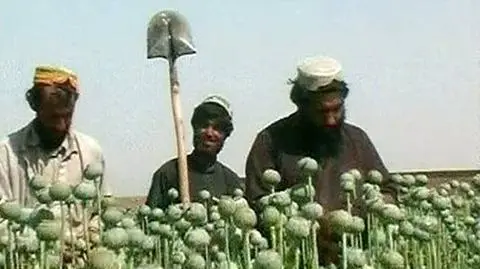 Opium talibów na celowniku