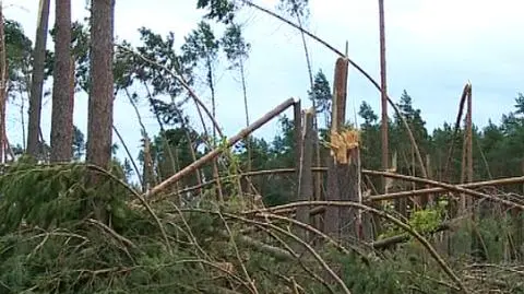 Odbudowują domy i lasy