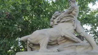 Lew walczący z Samsonem stracił część wijącego ogona