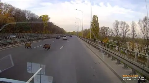 Uwaga, dziki na drodze
