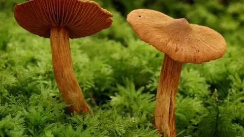 Bydgoszcz. Matka i córka zatruły się grzybami